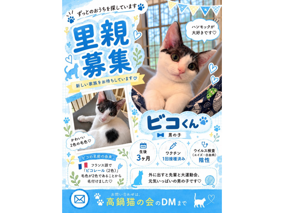 ハチワレの男の子です
