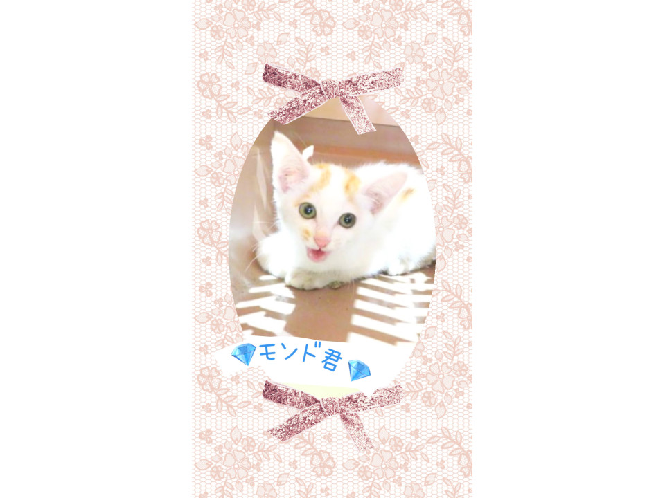 かわいいやんちゃ坊主君♡モンド君
