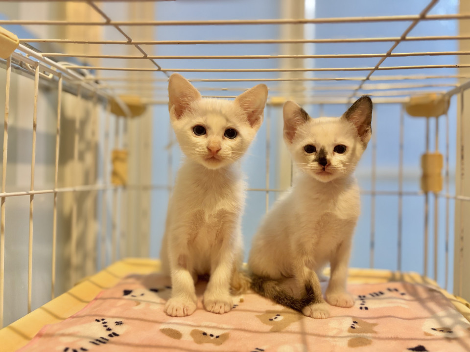 とうふくんtoおあげちゃん