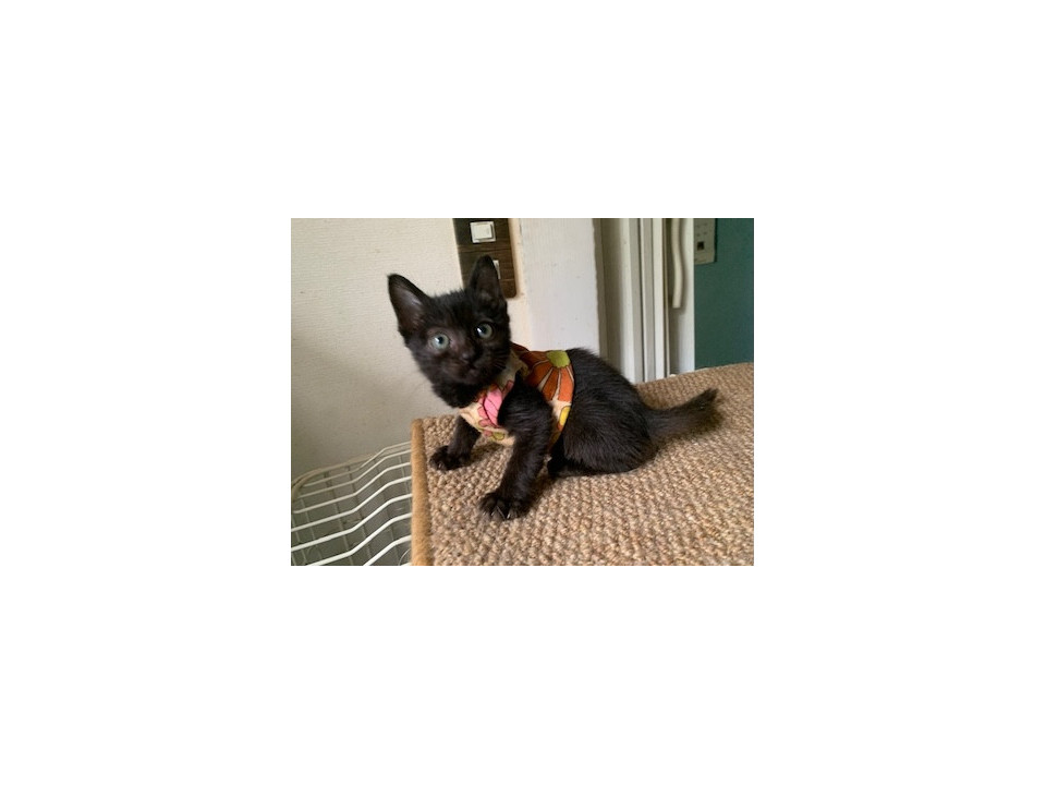 可愛いおてんば黒猫