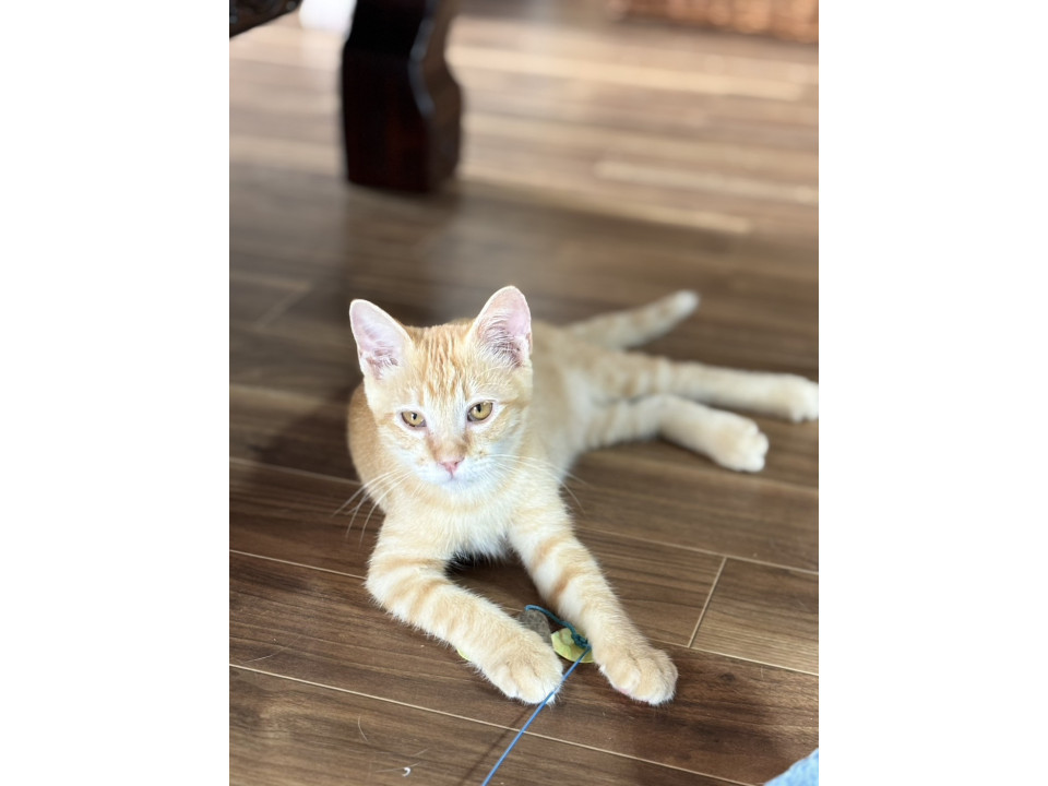人間大好き！仔猫（糸島市）