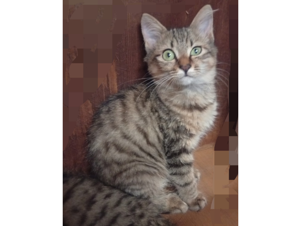 愛きょうたっぷり可愛いキジちゃん