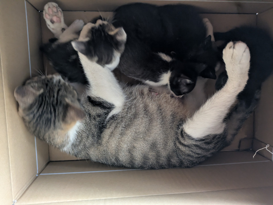 ハチワレ、白トラ、黒