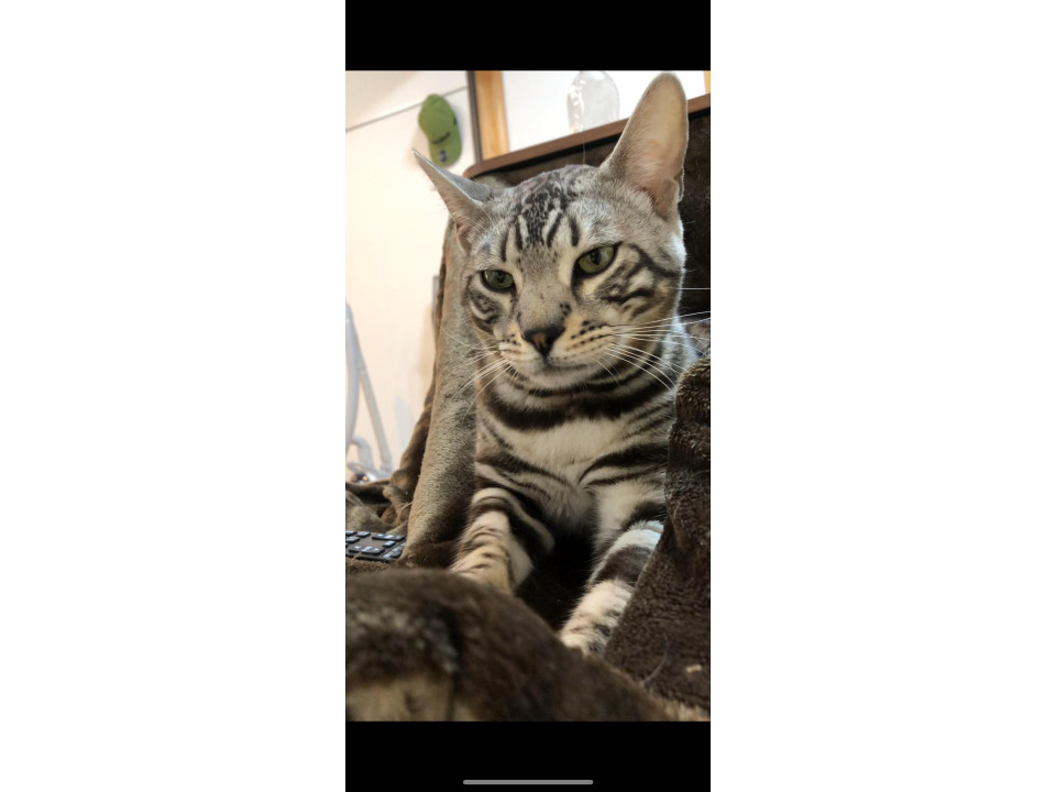 とても人懐っこいベンガル