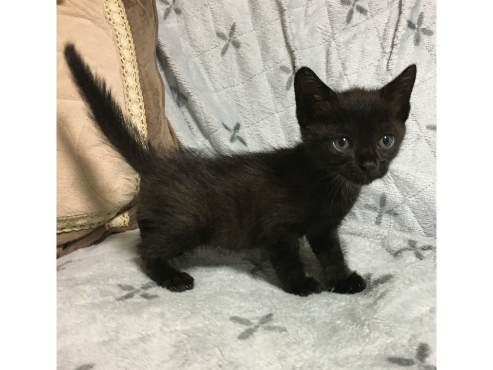 スラリとしたしっぽ！黒猫の子猫 1カ月