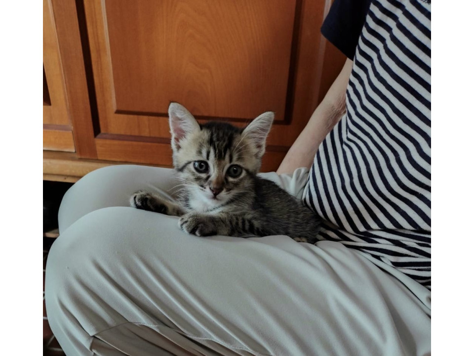 ミルクで育てられたキジ猫ちゃん譲渡会参加