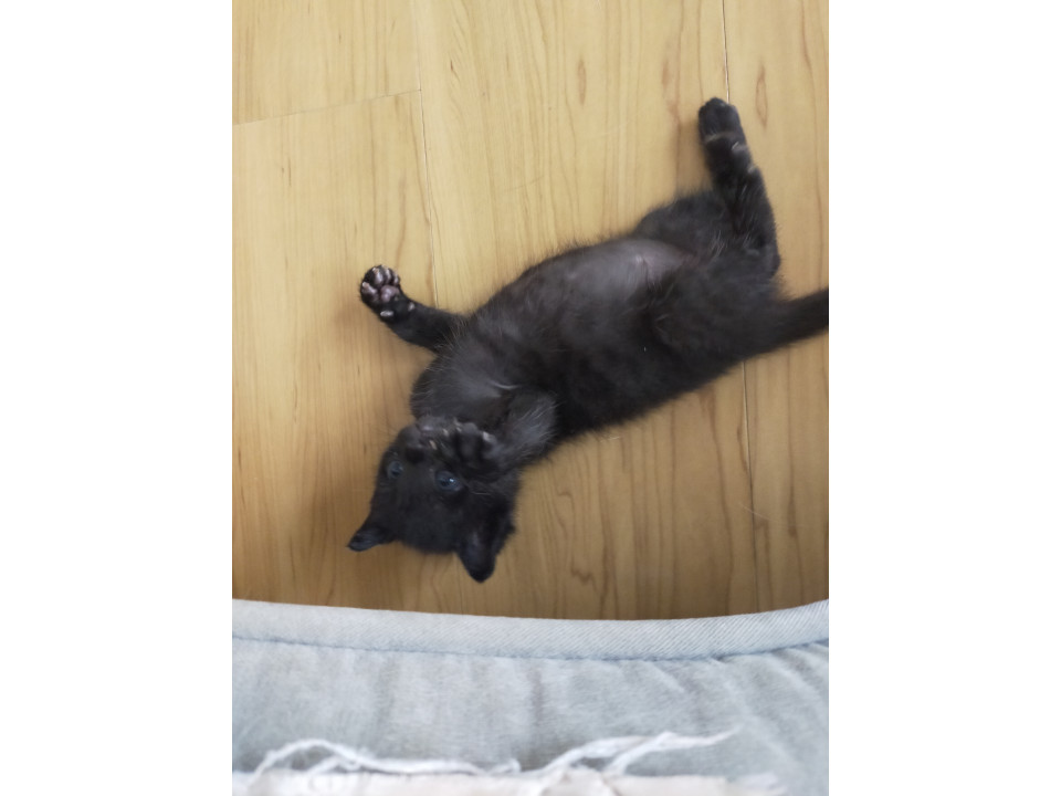 8月10日頃生まれ　黒猫の男の子
