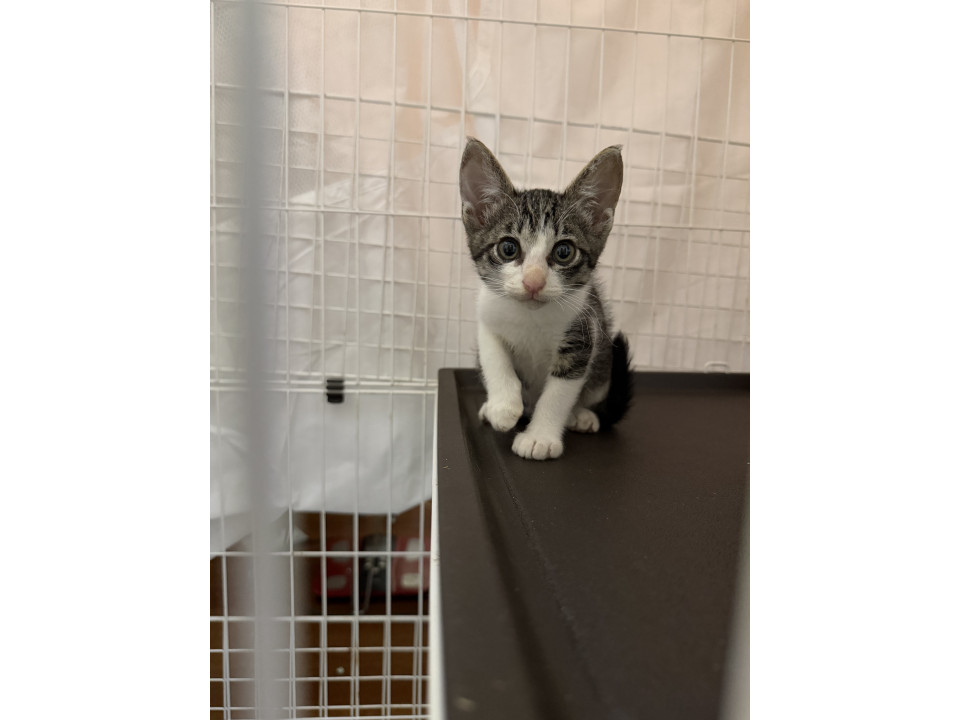 小さくて目の大きなきじしろねこ