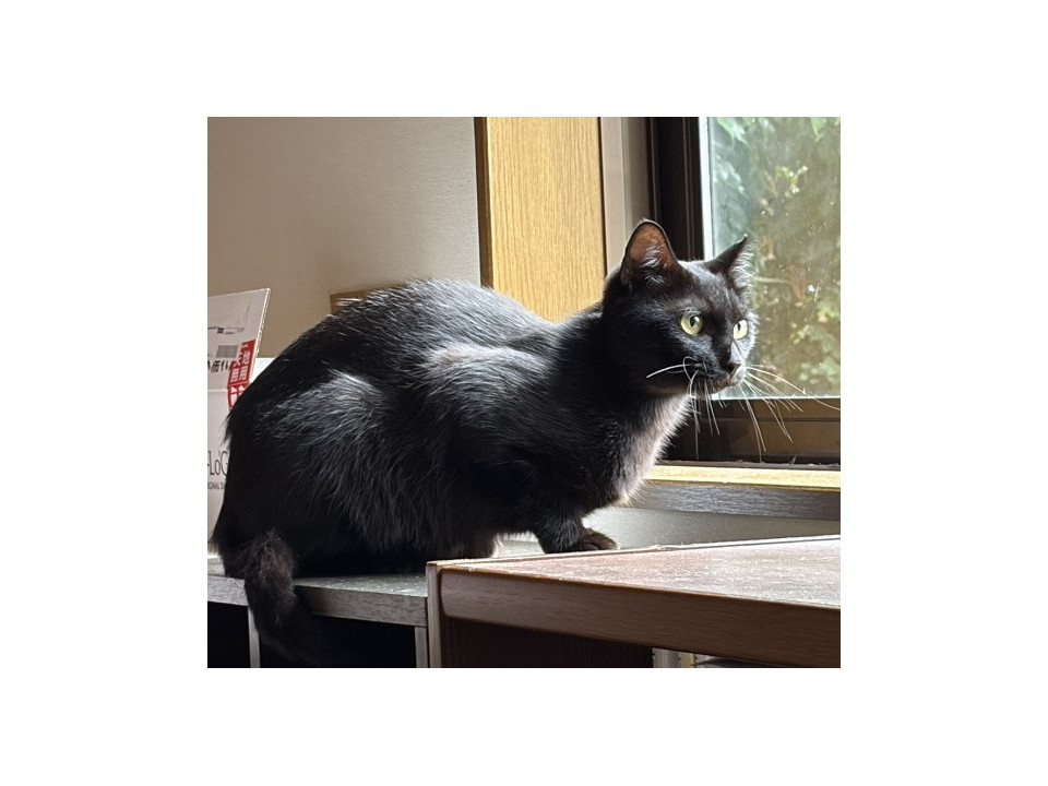 つやつや黒猫　はっぱちゃん