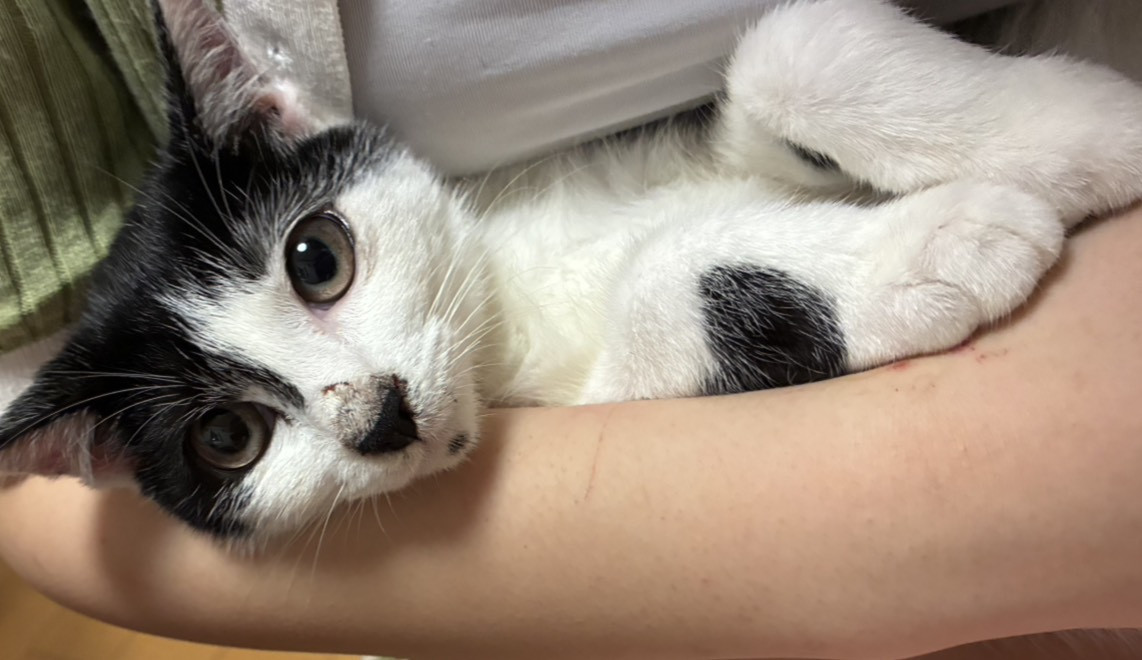 甘えん坊　抱っこ大好き