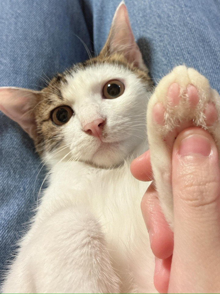 ３きょうだい　栗きんとん
