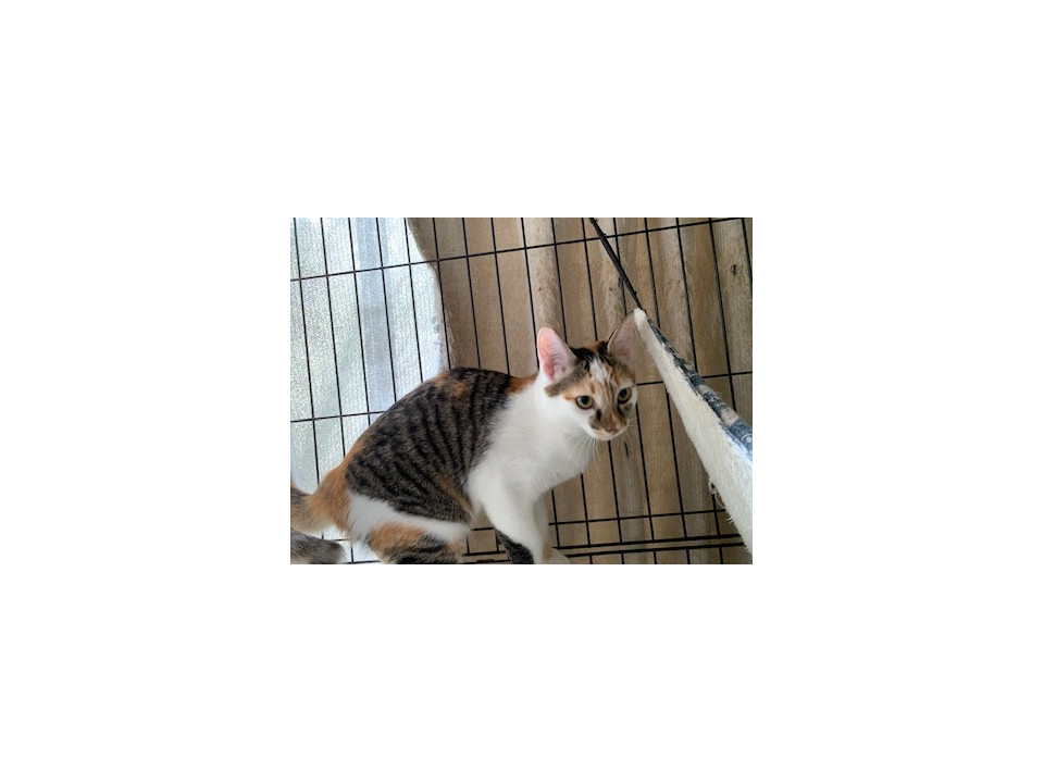 人馴れ進化中のしま三毛