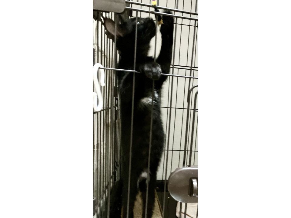 おなかに白い毛がポイントの黒猫　4カ月