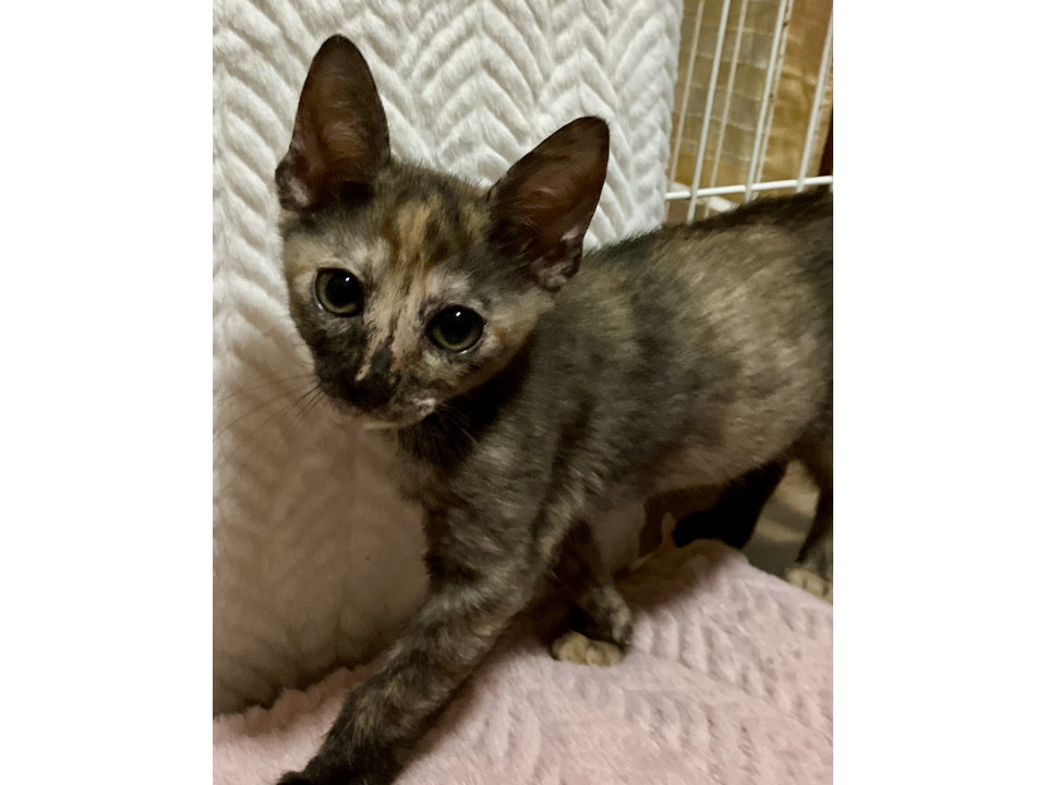 活発、おめめ大きなサビちゃん