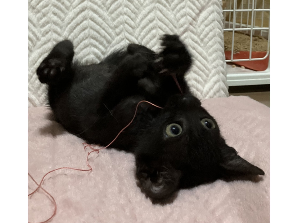 活発、おめめ大きな黒ちゃん