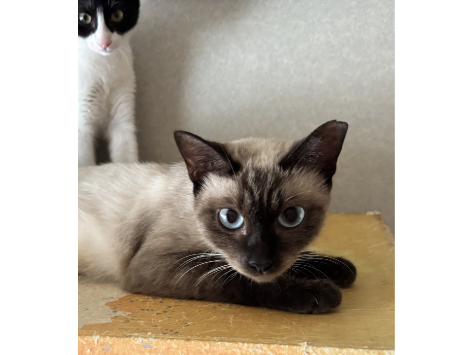 青い目が美しいシャム猫