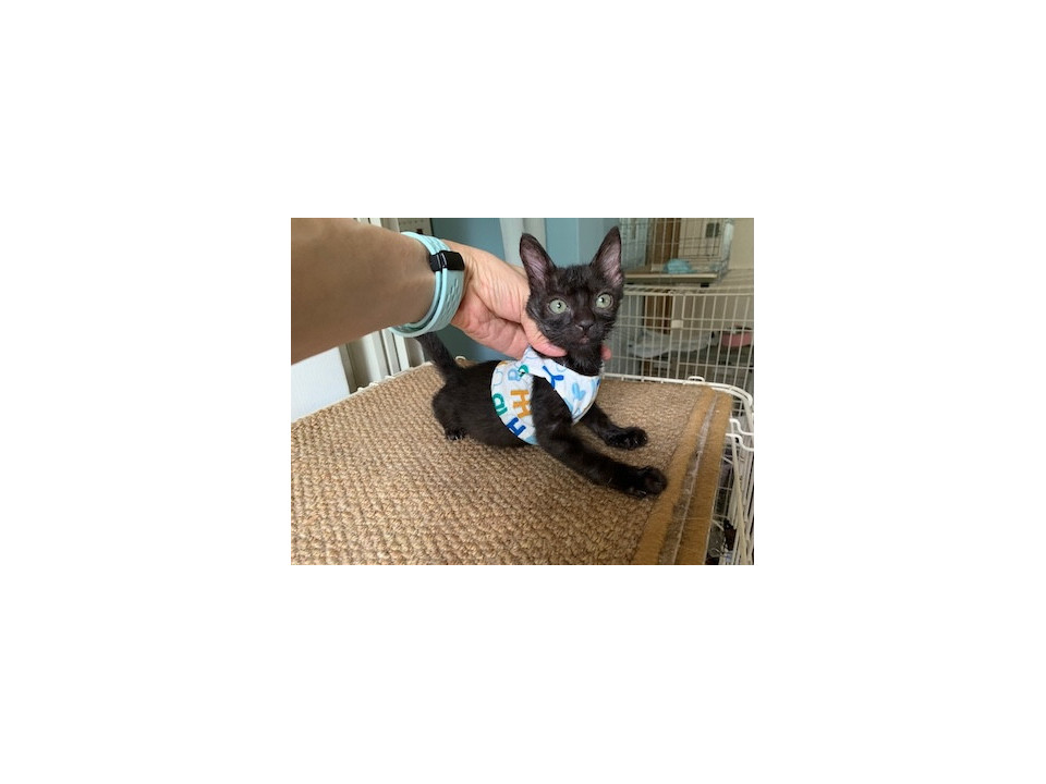 人懐こい黒猫