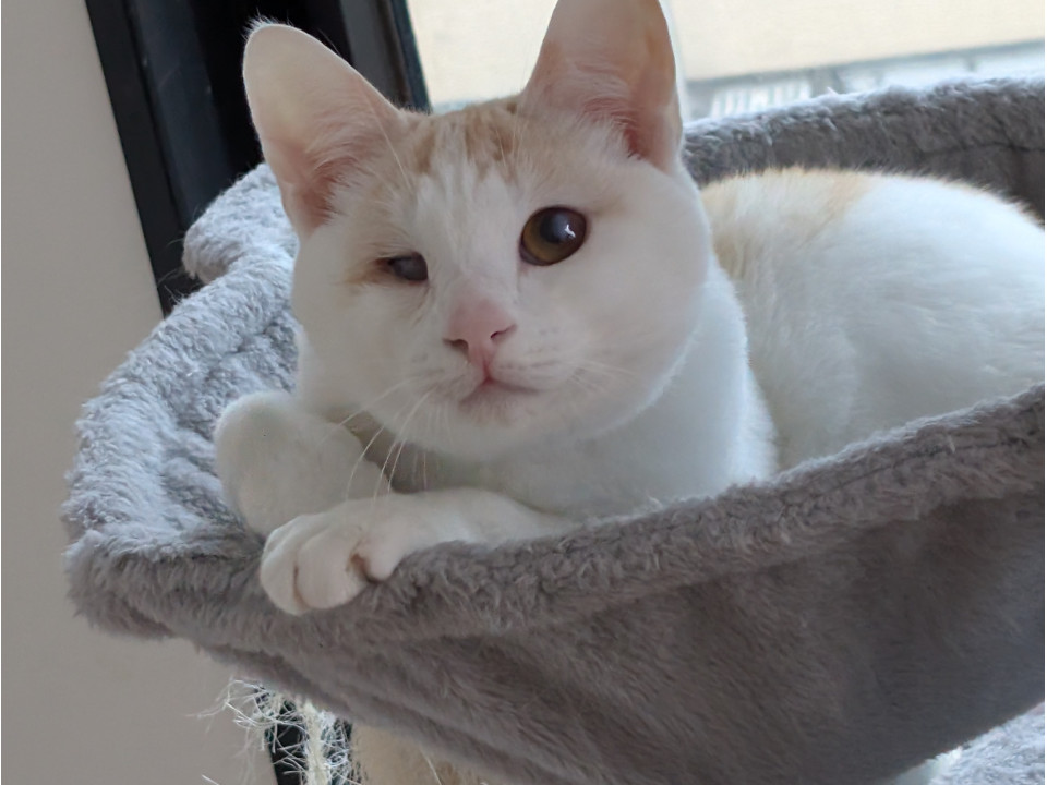 何度も命を取り止めた奇跡の猫