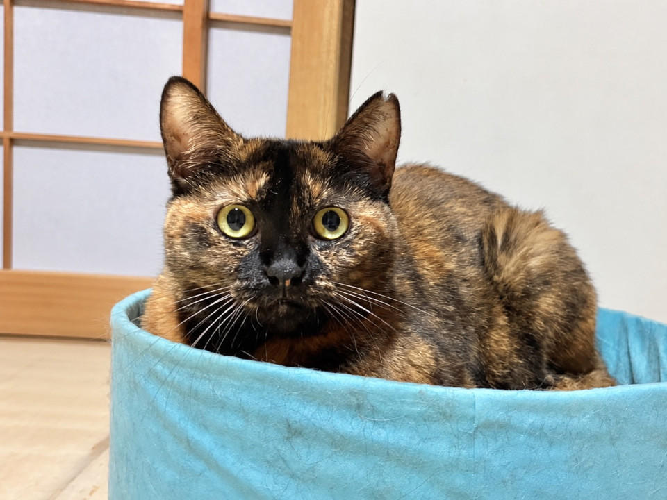 ミリタリー☆3歳くらい