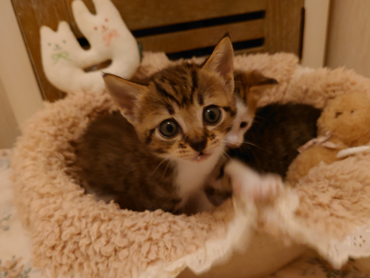 ＊どんぐりまなこ ちびにゃんこ＊