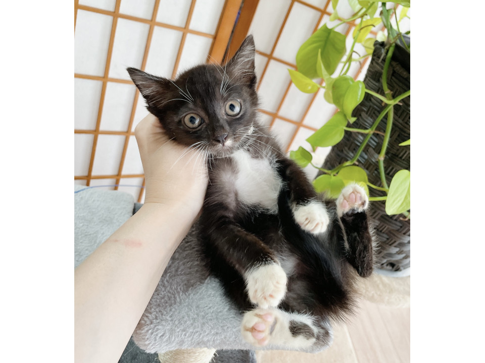 ◼️早期不妊手術チップ済◼️ブラスモ黒白