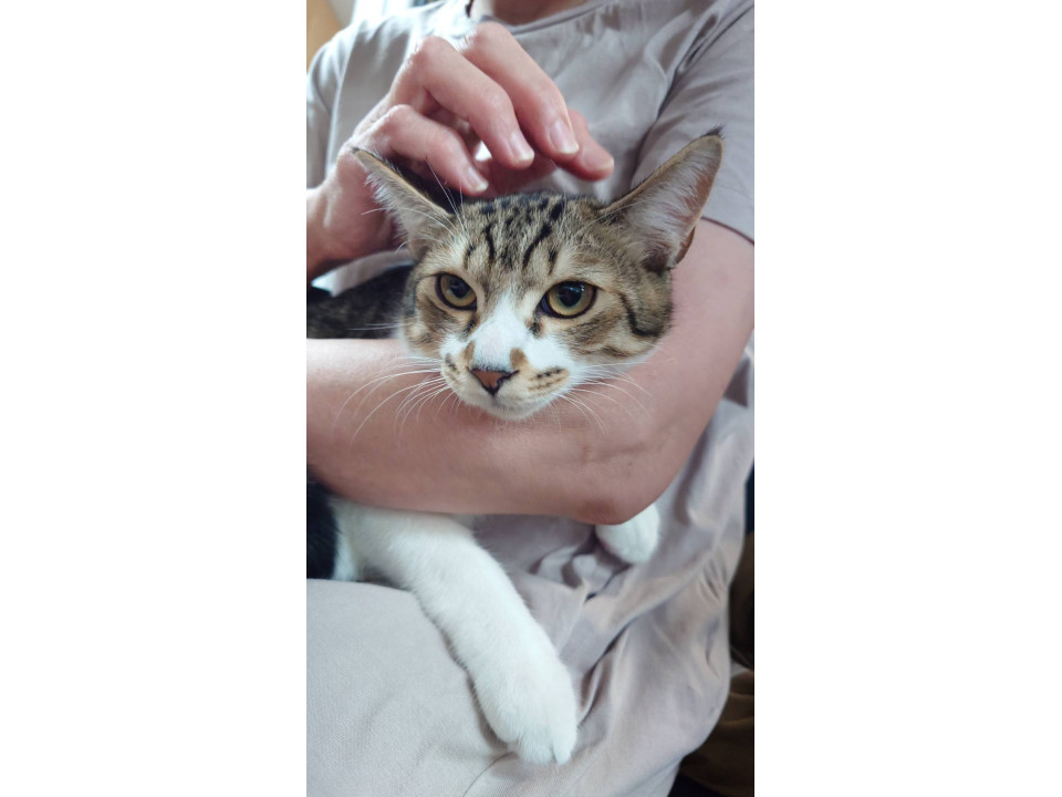 キジ白男の子