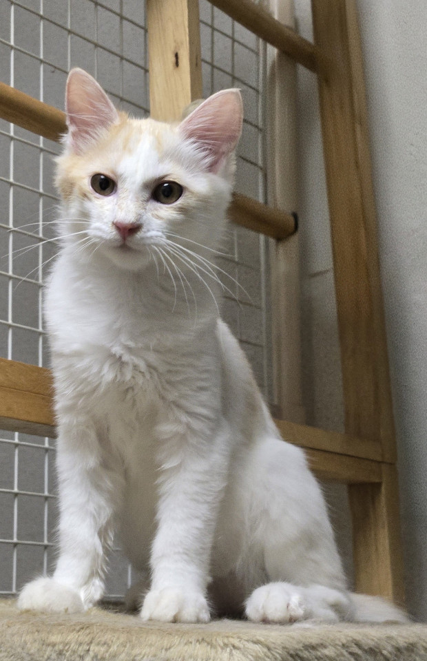 キツネしっぽの男の子