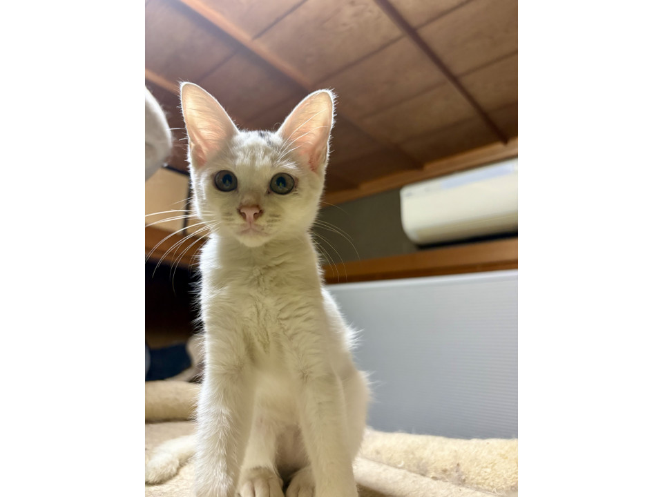 猫大好き！くっついていたい　テト　2ヶ月
