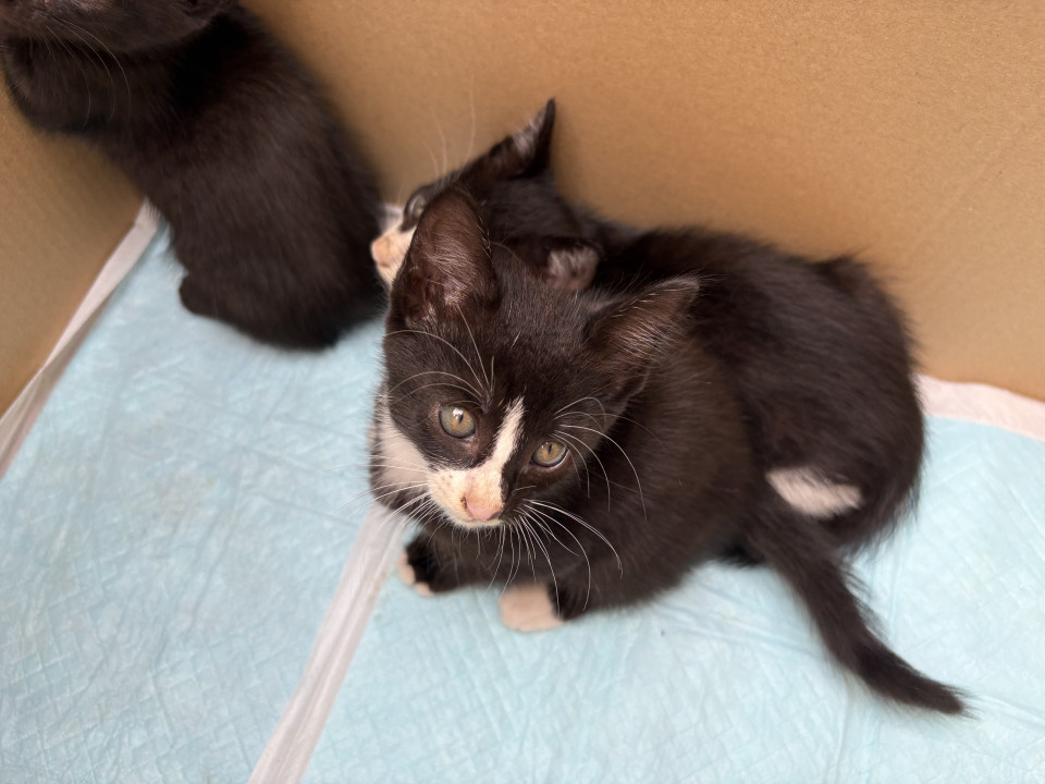 生後6週間程度　白黒ハチワレ子猫