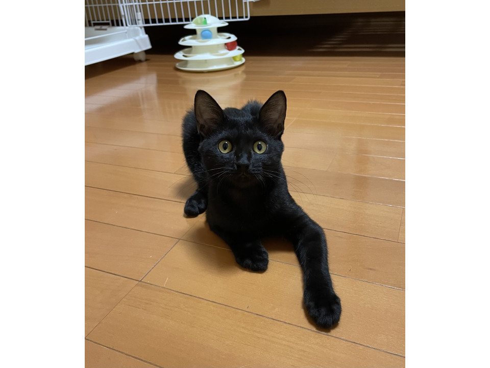 元気いっぱい今は黒猫