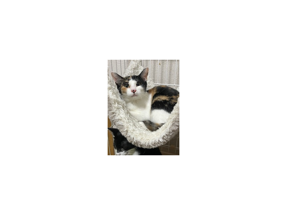 モグモグ君と兄妹です。