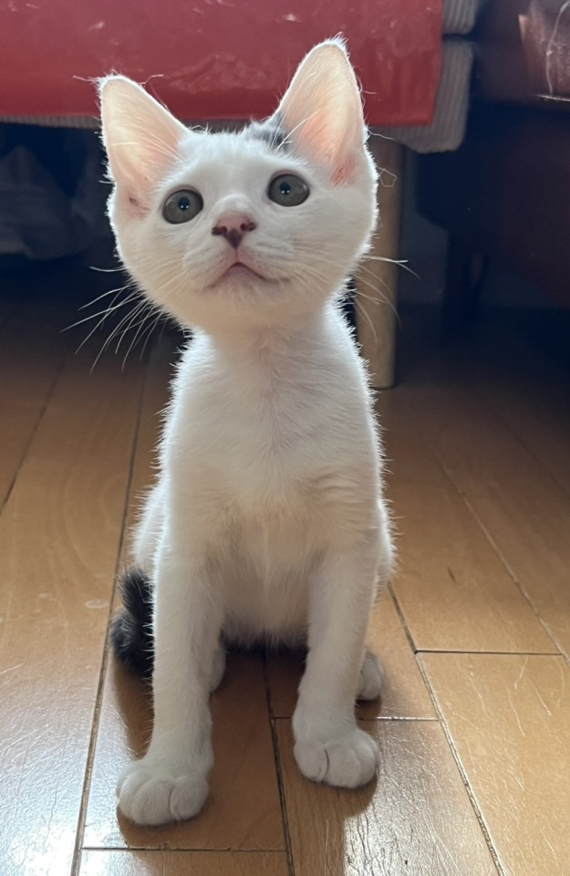 3ヶ月のヤギ顔の可愛い男の子