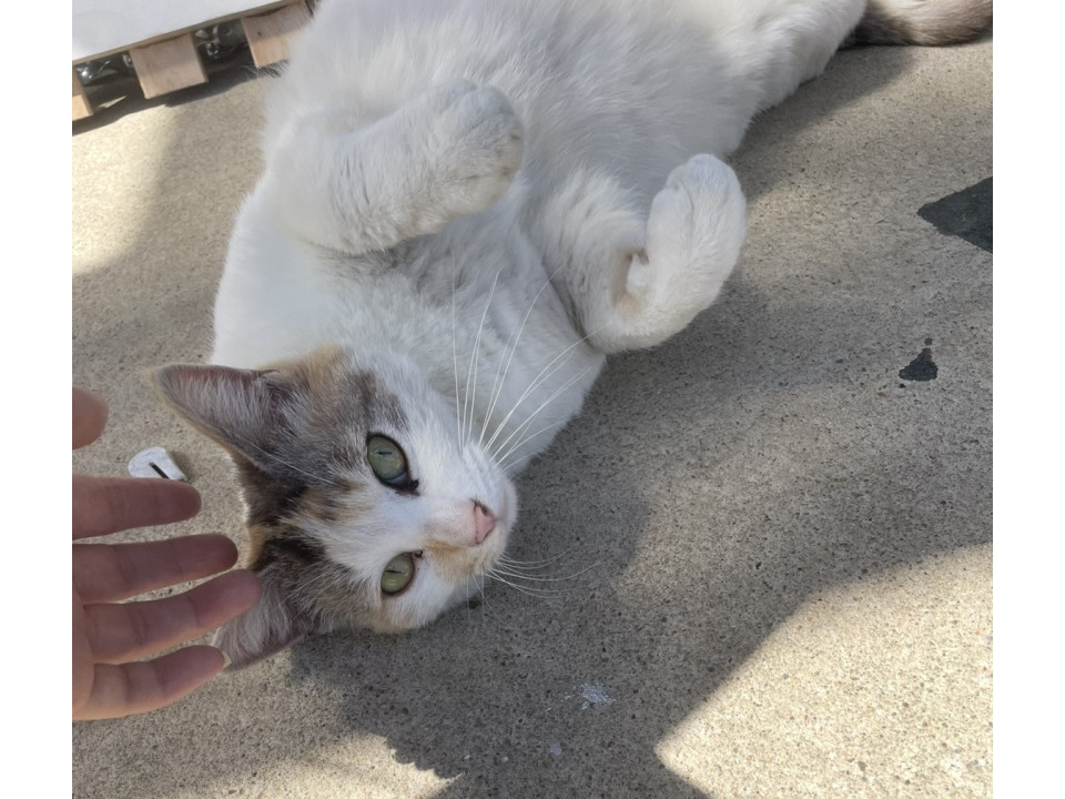 三毛猫ちゃん