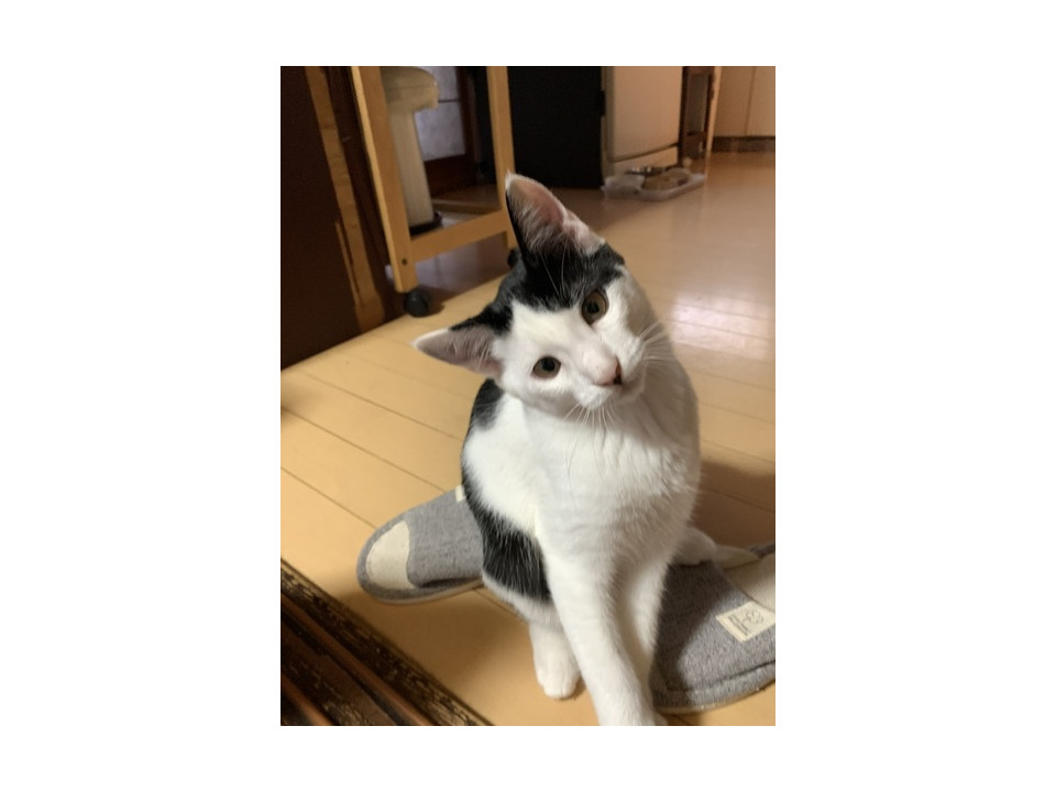 アシメ柄で鍵しっぽです