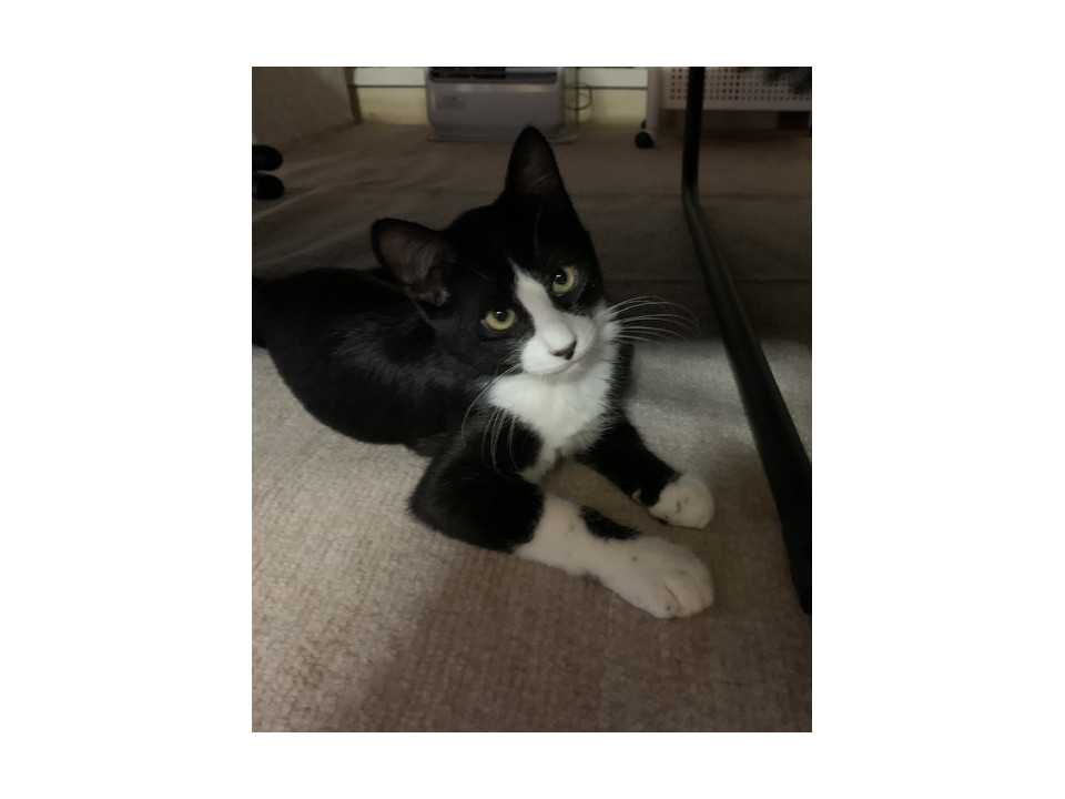 鼻が黒いハチワレ君です