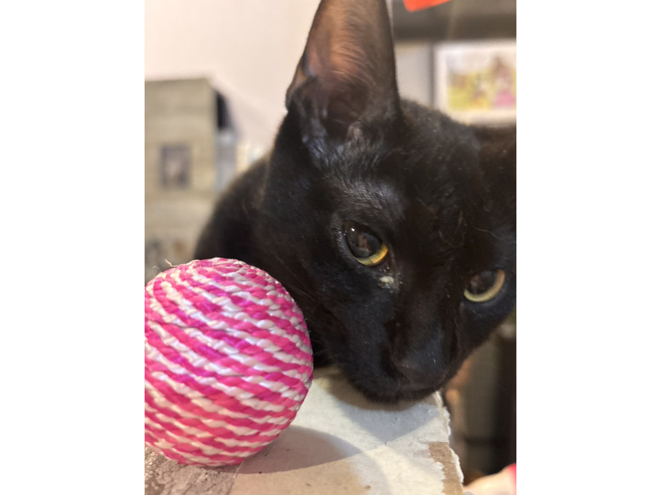 イケメン黒猫ナミくん
