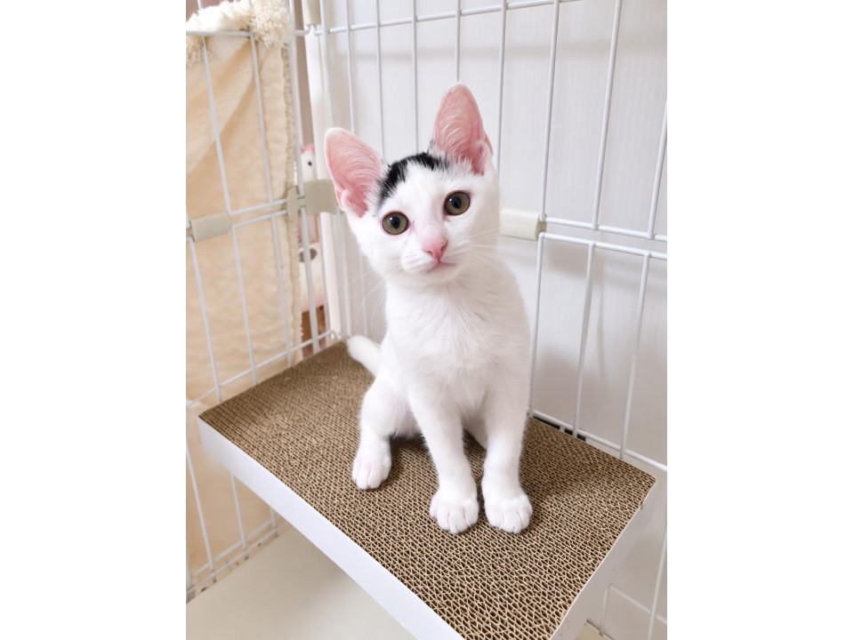 膝乗り 甘えん坊の 子猫 姉妹