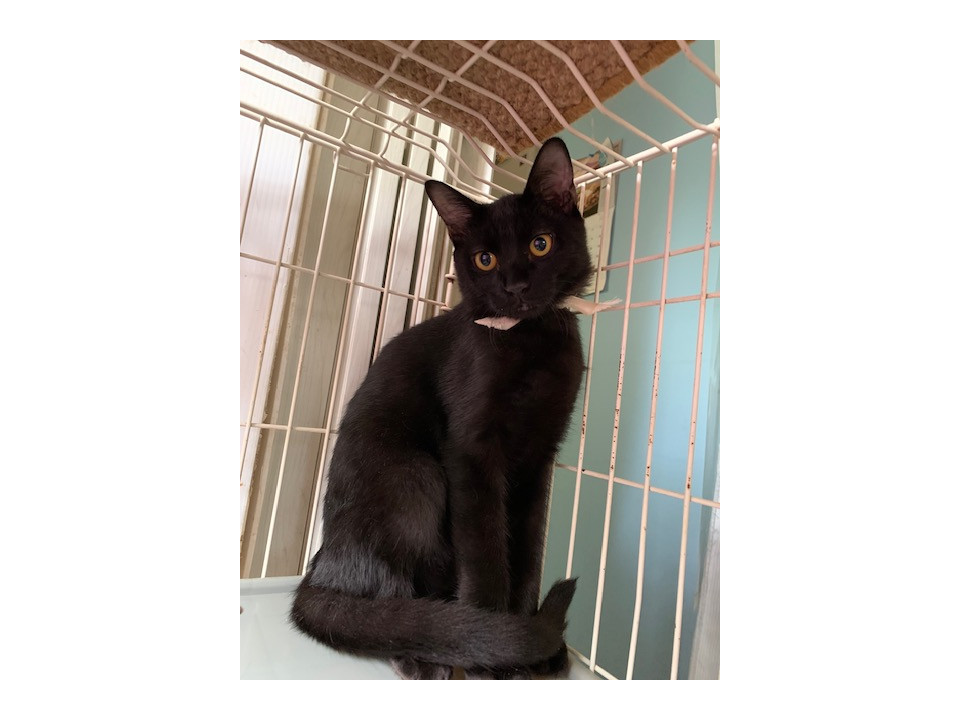 かまぼこ目の黒猫