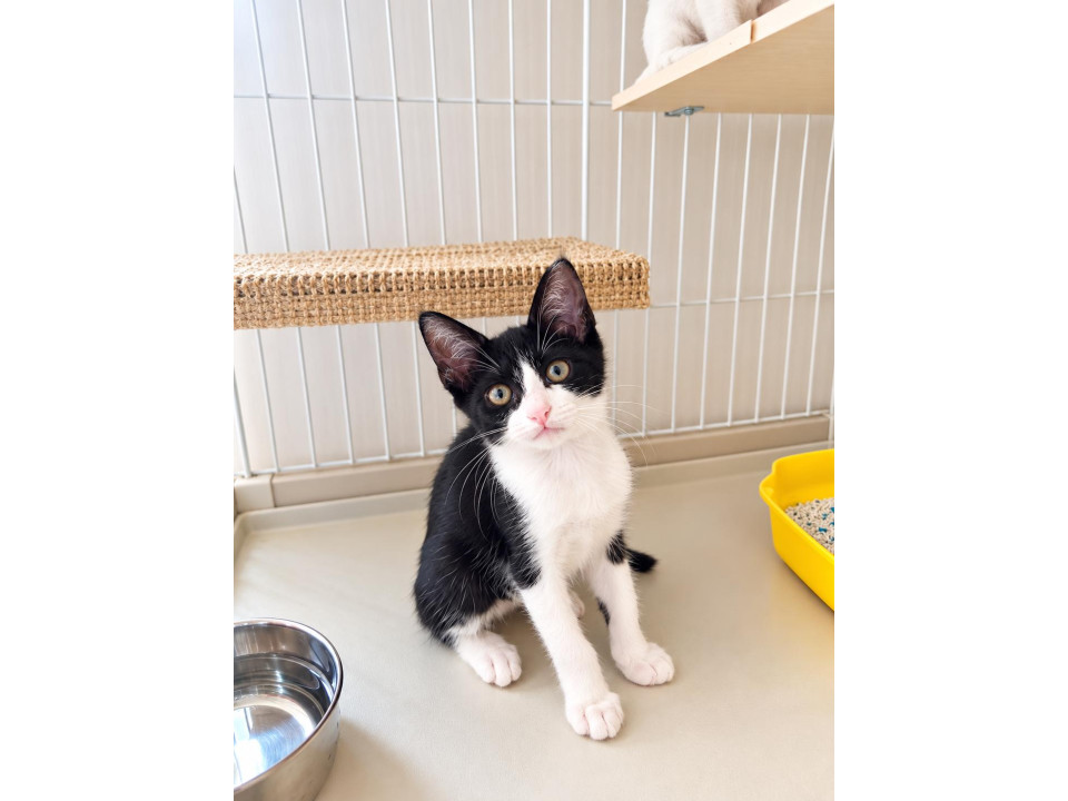 膝乗り 甘えん坊の 子猫 姉妹
