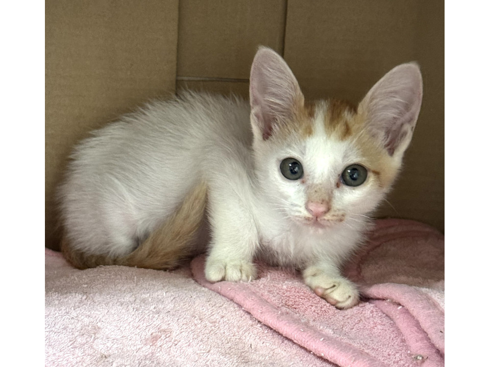 動画あり。三毛猫と茶白の兄妹譲渡会参加