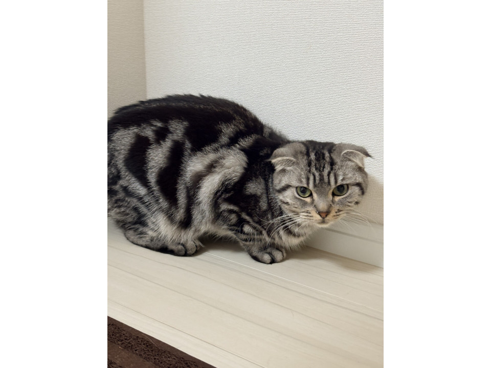 なつちゃん