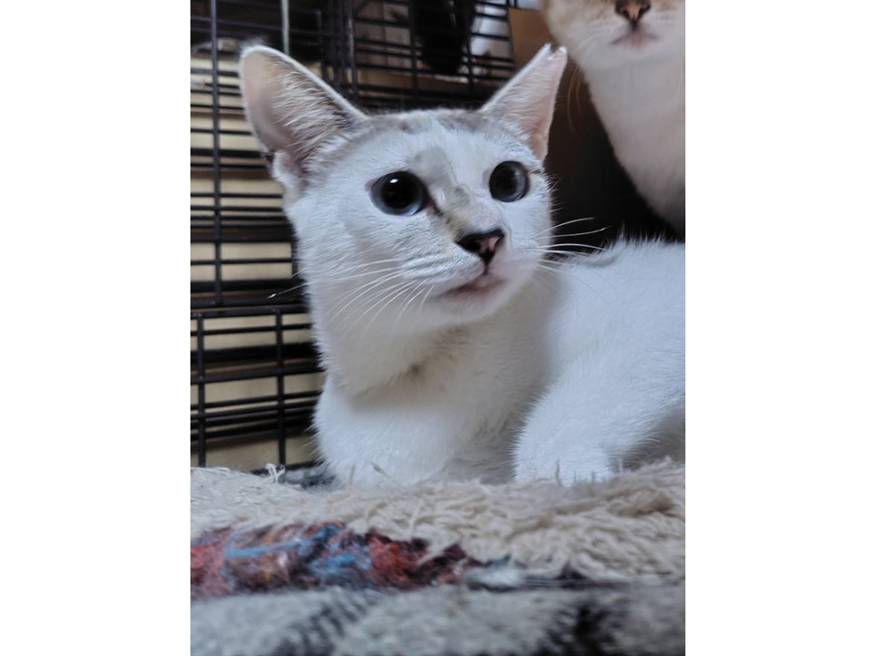 小顔の美猫さん、トマトです♪
