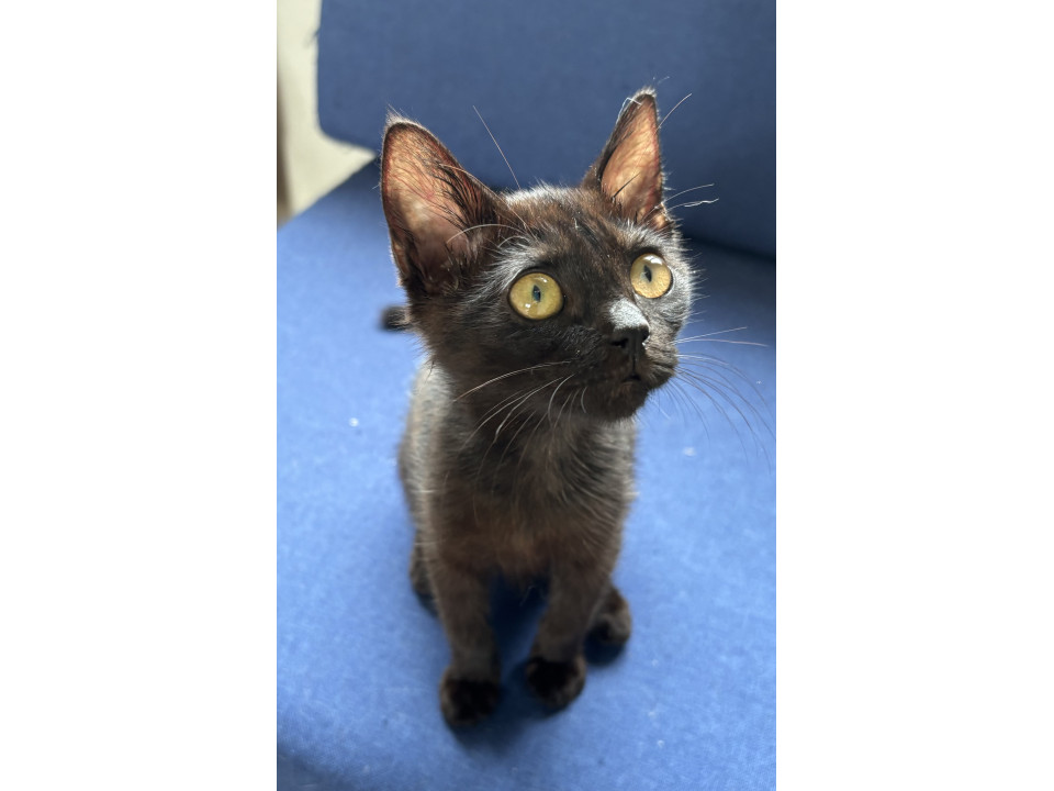 ねこちゃんホンポで紹介された子猫