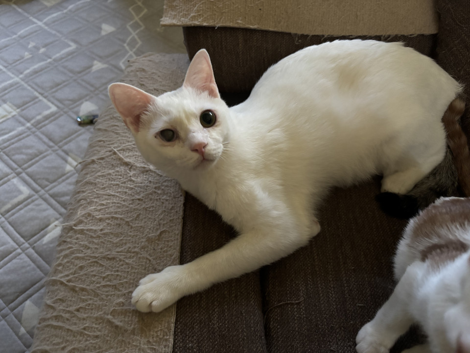 人慣れ抜群！お膝猫ハヤン君