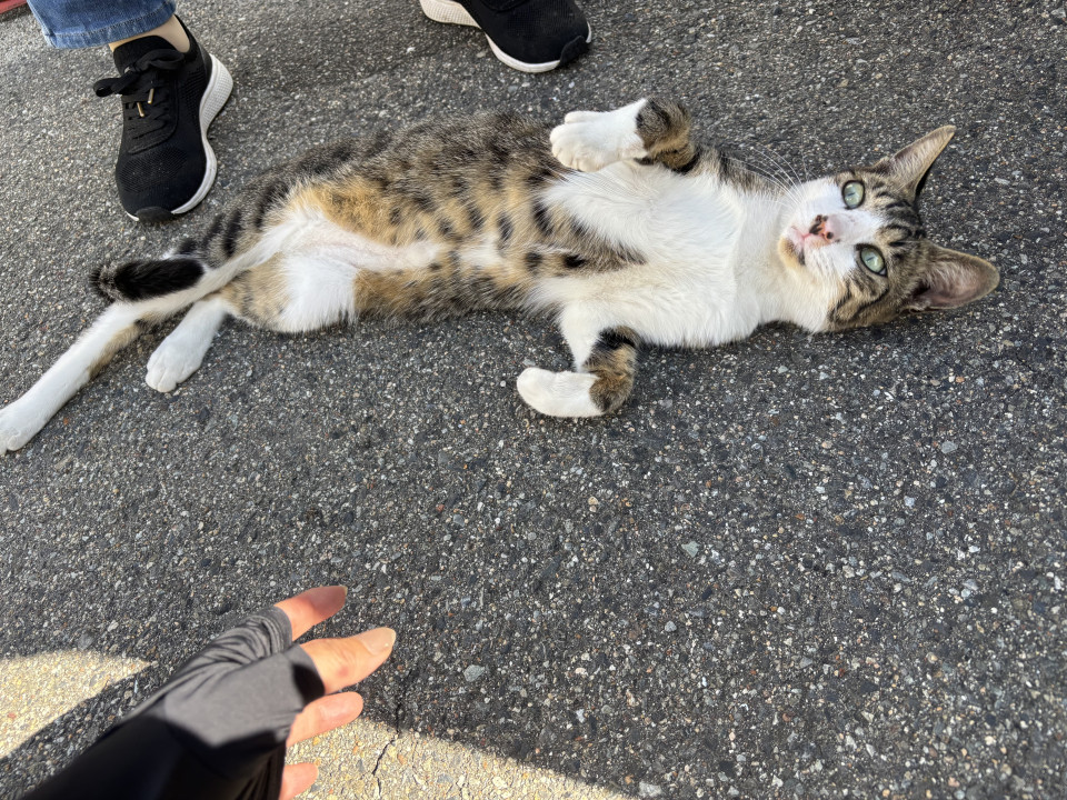 危険な場所にTNR