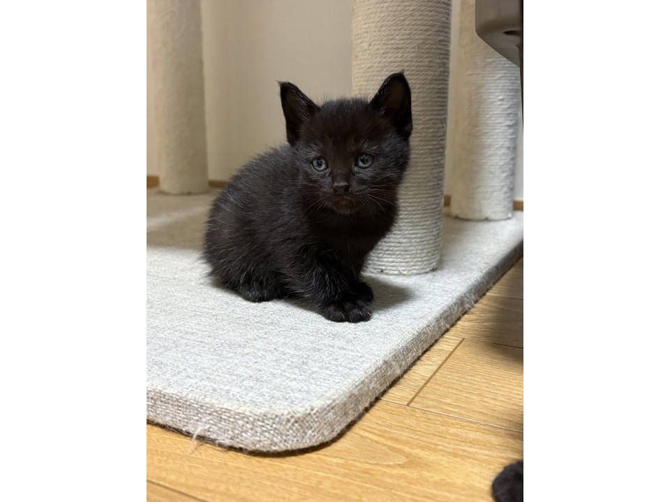小さな黒猫の男の子