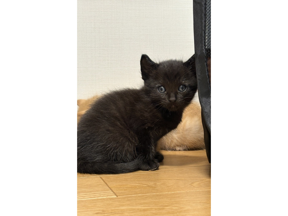 小さな黒猫の女の子