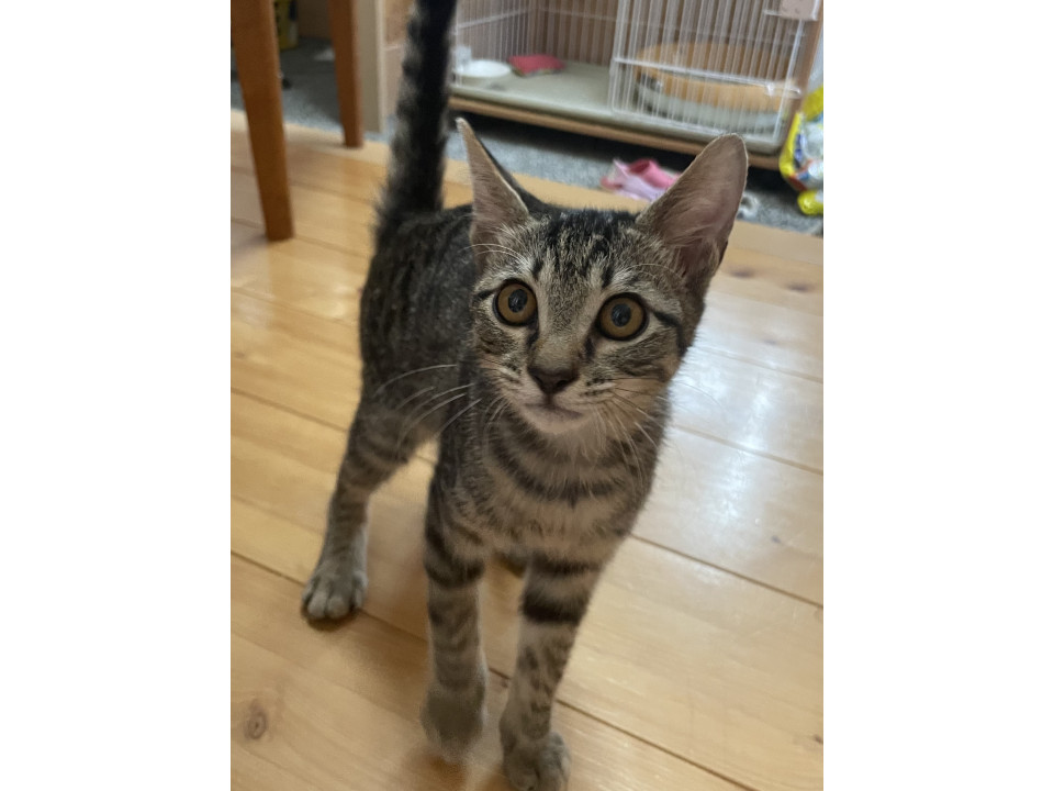 甘えん坊キジ猫ちゃん