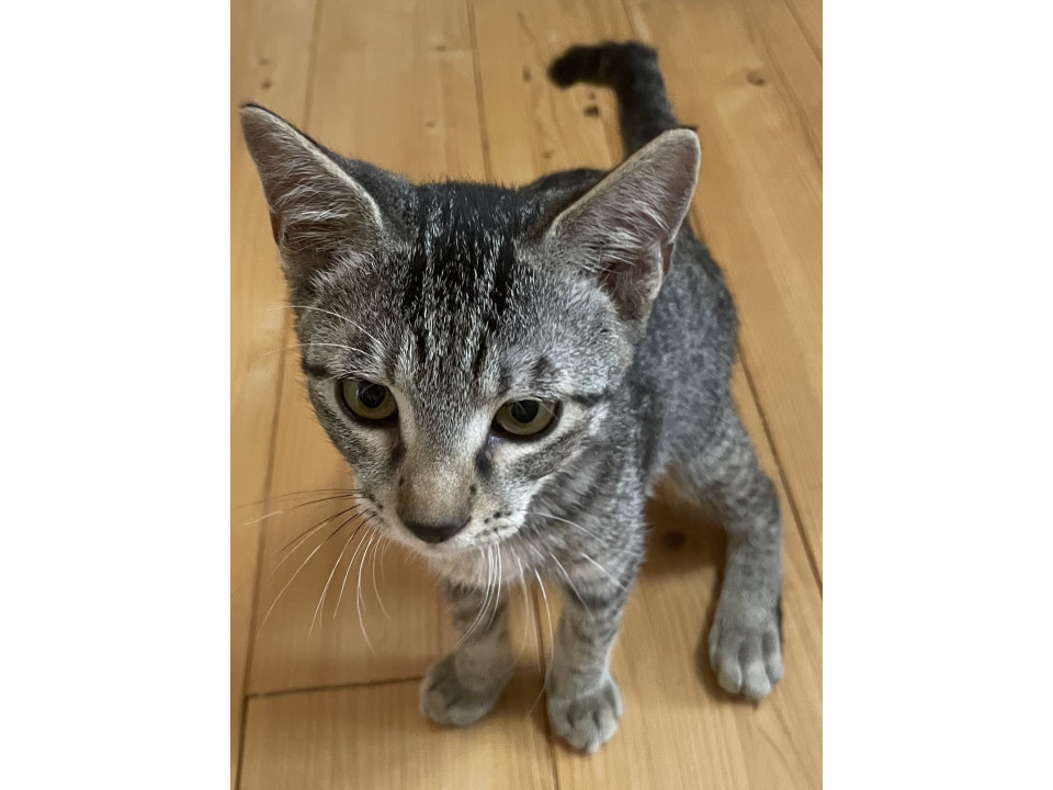 遊ぶの好き！懐っこいキジ猫ちゃん