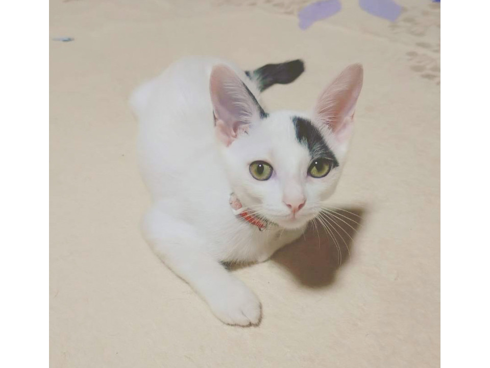 小柄で元気いっぱい美猫さん